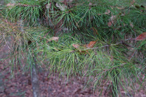 Spruce pine needles and branch foliage